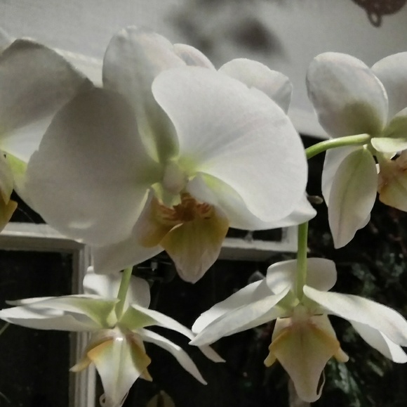 Meet your Posher, April - Picture 1 of 1